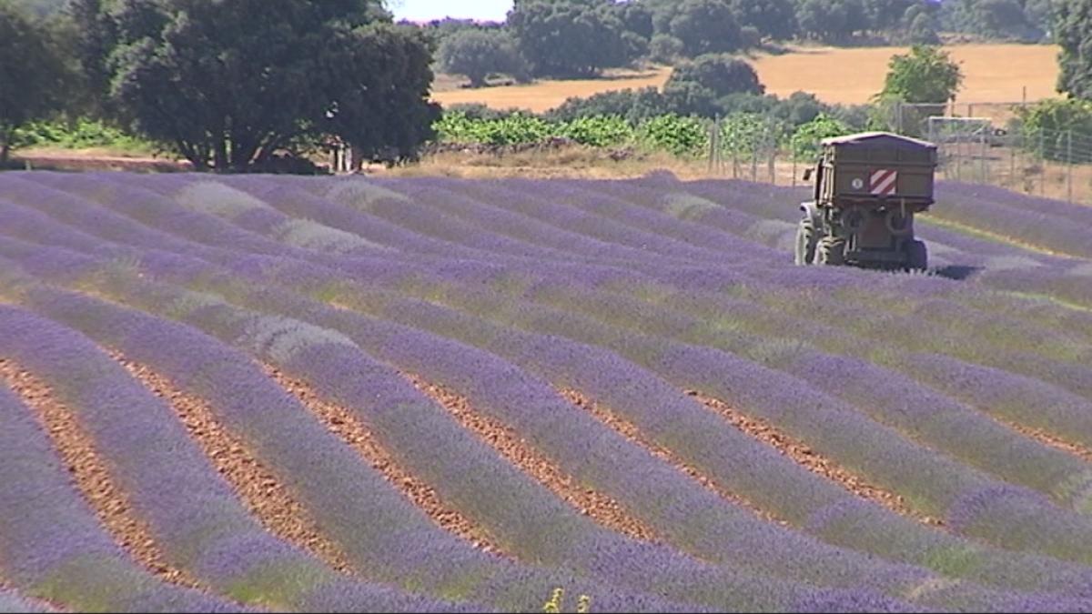 La Provenza albaceteña: 6 toneladas de lavanda en el Campo de Montiel