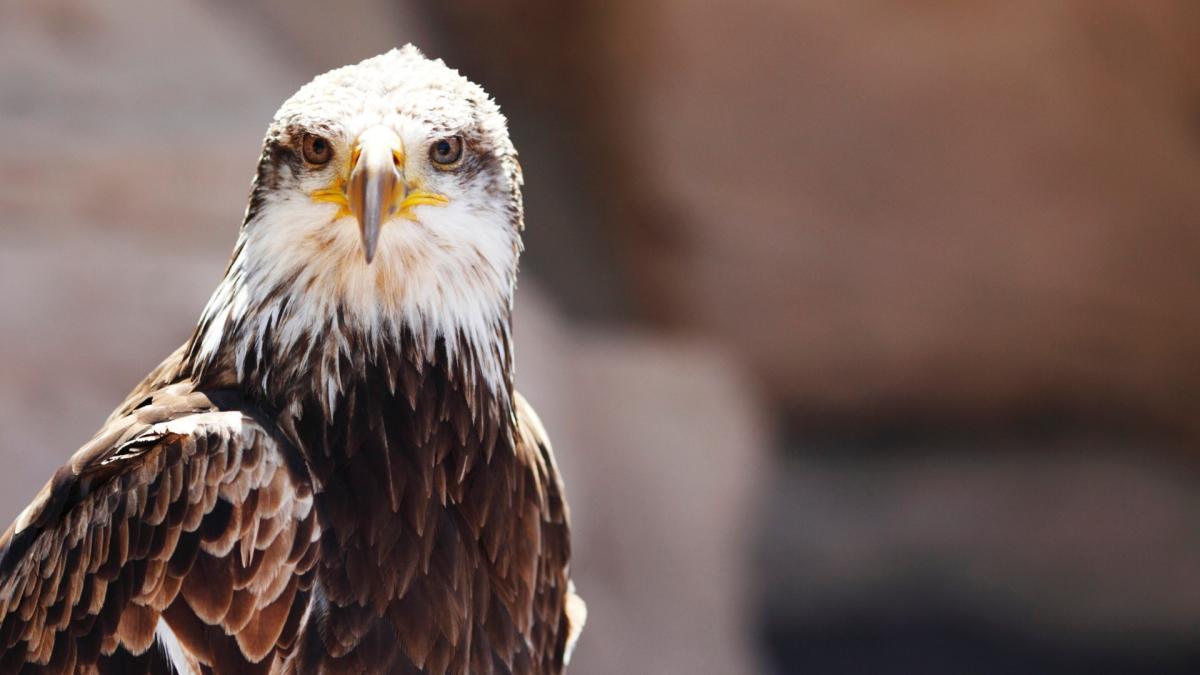 Nueva suelta de un ejemplar de águila imperial ibérica en Castilla-La Mancha