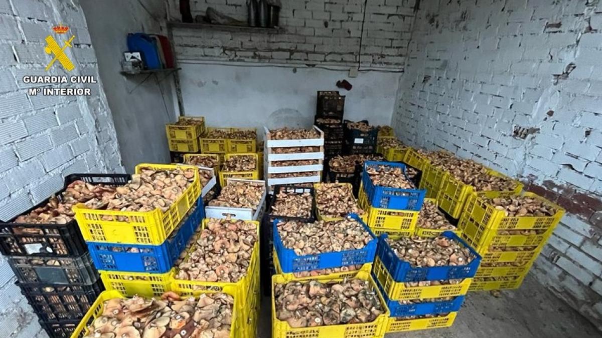 Once personas investigadas por el robo y venta ilegal de 1.450 kilos de ...